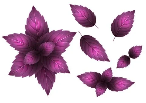Fresh red basil leaf. 3D realistic vector set basil leaves. Healthy aroma. Is Stock Illustration