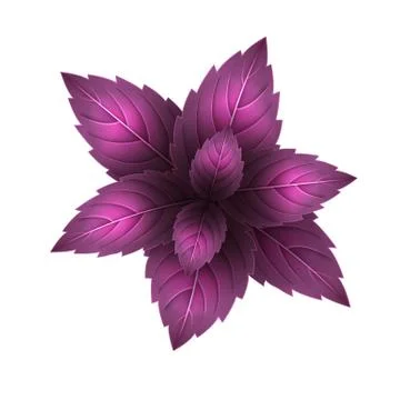 Fresh red basil leaf. 3D realistic vector set basil leaves. Healthy aroma. Is Stock Illustration