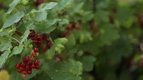 Fresh red berries Stock Footage 76908861