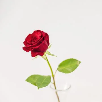 Fresh red bloom vase Resolution and high quality beautiful photo Stock-Fotos