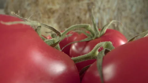 Fresh red branch with tomatoes on the background of green nature with grass Stock Footage 253883742