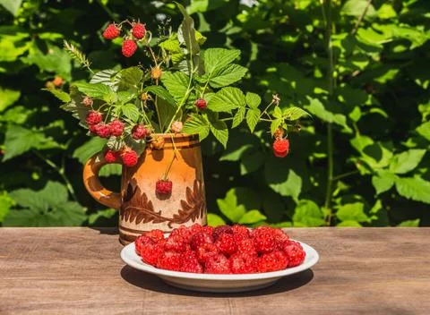 The fresh red bright raspberry berries on a white plate and an old clay mug w Stock Photos