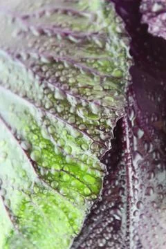 Fresh red cabbage Stock Photos