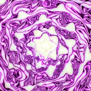 Fresh red cabbage Stock Photos
