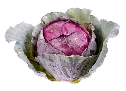 Fresh red cabbage on a white background . Stock Photos
