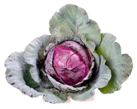 Fresh red cabbage on a white background . Stock Photos