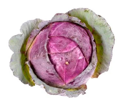 Fresh red cabbage on a white background Stock Photos