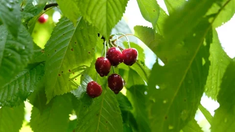 Fresh red cherries growing on tree. Stock Footage 231326141