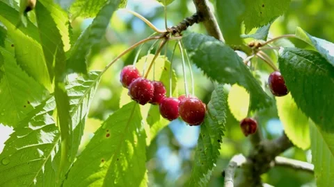 Fresh red cherries growing on tree. Stock Footage 231326150