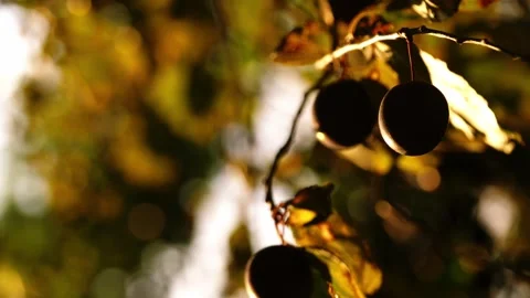 Fresh red cherries from tree branches in warm sunshine Stock Footage 315181752