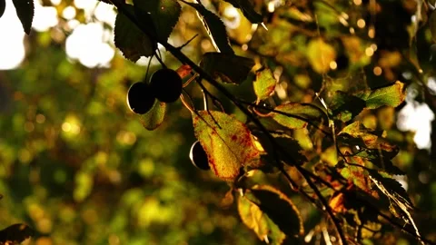Fresh red cherries from tree branches in warm sunshine Stock Footage 316819212