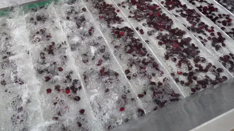 Fresh red cherries washing process, fa01 Video stock 285424370