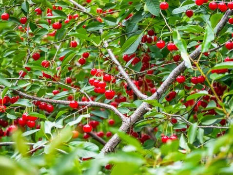 Fresh red cherry berries in a tree with green leaves. Selective focus of a ch 스톡 사진