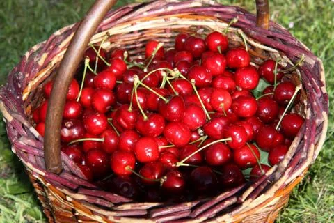 Fresh red cherry in creel Stock Photos