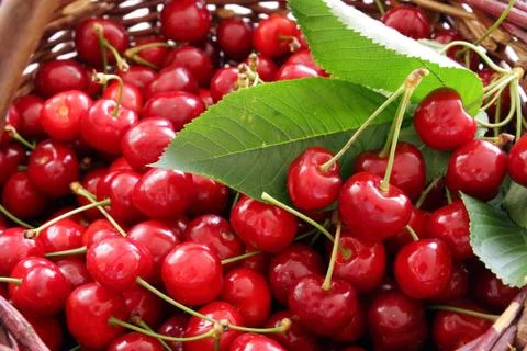Fresh red cherry with green leaf Stock Photos