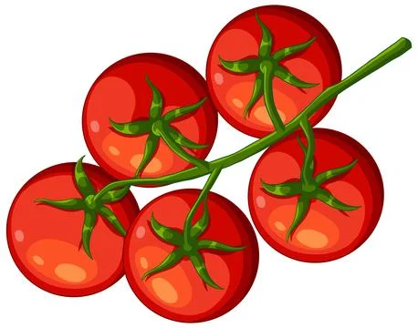 Fresh Red Cherry Tomatoes on a Green Vine Vector Illustration Stock Illustration