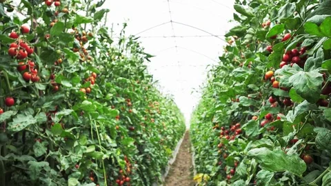 Fresh red cherry tomatoes growing in a large greenhouse Video stock 333815508