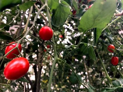 Fresh red cherry tomatoes on its green trees in a backyard garden Stock-Fotos