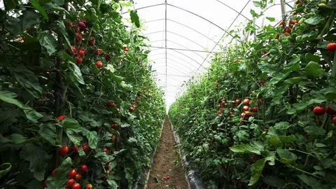 Fresh red cherry tomatoes ripening in a large greenhouse Stock Footage 333484843