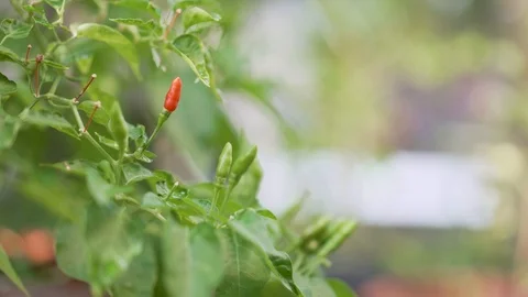 Fresh red chilli and ripped stalk with blurred green bokeh background Stock Footage 106698354