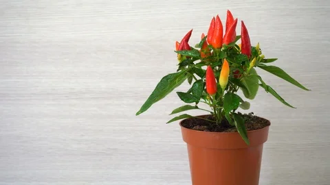 Fresh Red Chilli Pepper In Pot Stock Footage 121865347