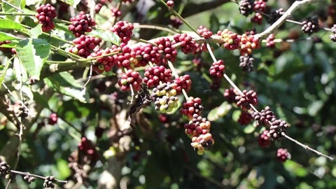 Fresh red coffee berries background. Robusta coffee beans ripening on tree i Video stock 149859335