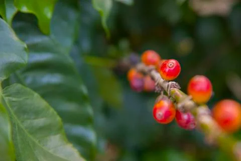 Fresh red coffee berries beans background. arabica coffee berries in organic  Stock Photos