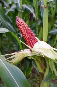Fresh red corn Stock Photos