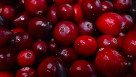 Fresh red cranberries background. close up. high quality photo Video stock 291721503