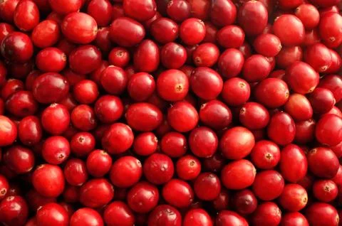 Fresh red cranberries background Foto stock