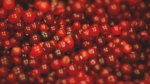 Fresh Red Cranberries Close-up Video stock 76335085