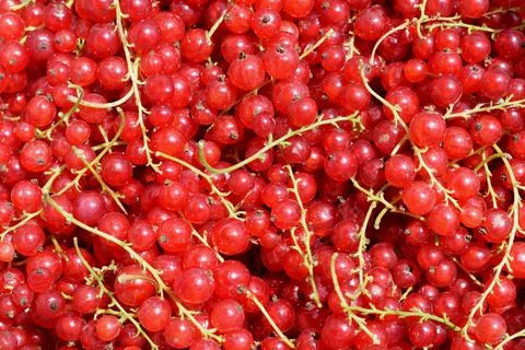 Fresh red currant as background Stock Photos