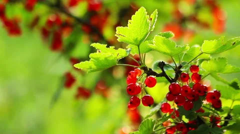 Fresh Red Currant Berries HD Stock Footage 41573116