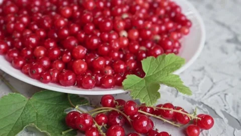 Fresh red currant berries on a white plate on a concrete gray background slow Stock Footage 198913698