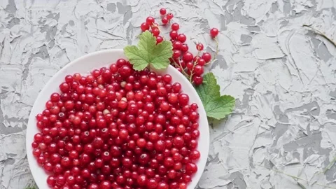 Fresh red currant berries on a white plate on a concrete gray background slow Stock Footage 199497384