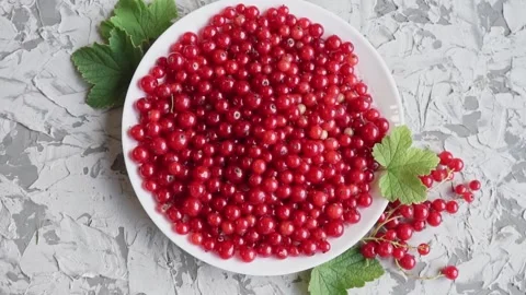 Fresh red currant berries on a white plate on a concrete gray background slow Stock Footage 201153157