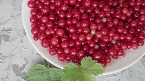 Fresh red currant berries on a white plate on a concrete gray background slow Stock Footage 201153398