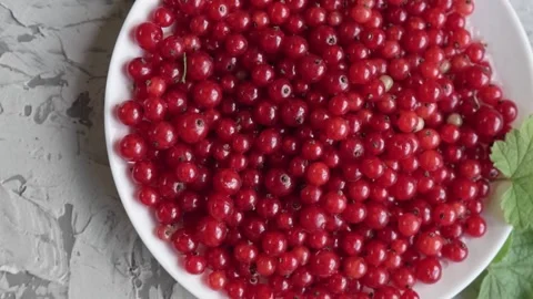 Fresh red currant berries on a white plate on a concrete gray background slow Stock Footage 201651719