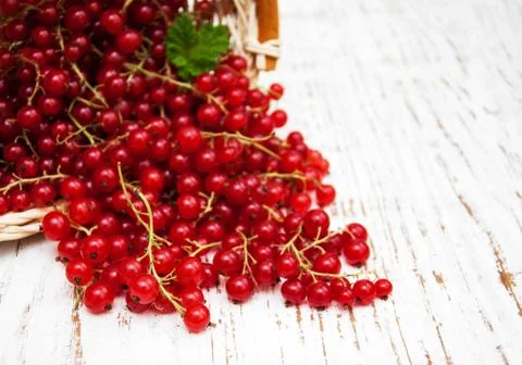 Fresh red currant Stock Photos