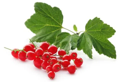 Fresh red currant Stock Photos