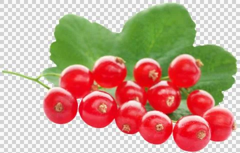 Fresh red currant Stock Photos