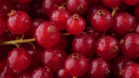 Fresh red currant rotates Stock Footage 252985194
