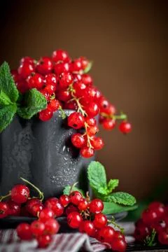 Fresh red currants on dark rustic wooden table. Background with copy space Stock Photos
