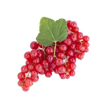 Fresh red currants Stock Photos