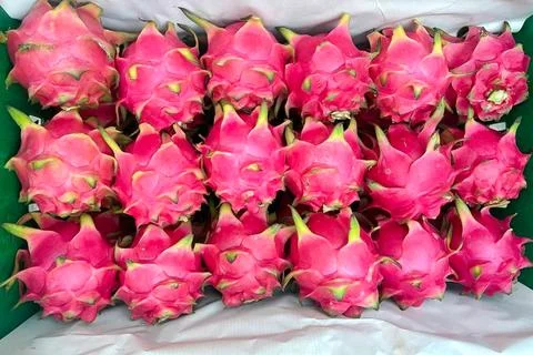 Fresh Red Dragon Fruit Displayed in Market Crate Stock Photos