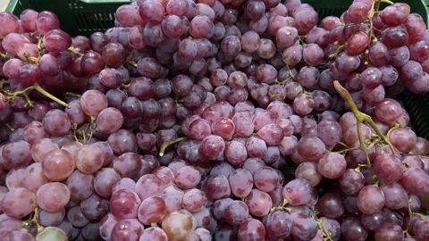 Fresh red grapes in green crate, close-up view of ripe purple pink grapes  스톡 동영상 344041373