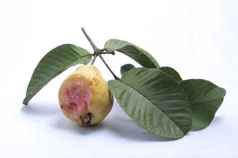 Fresh red guava with bat bite marks Stock Photos