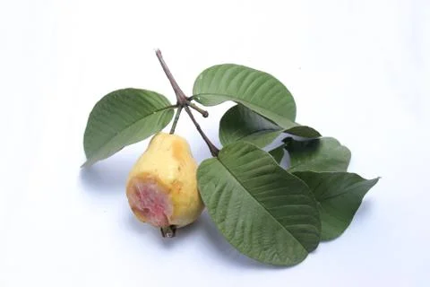 Fresh red guava with bat bite marks Stock Photos