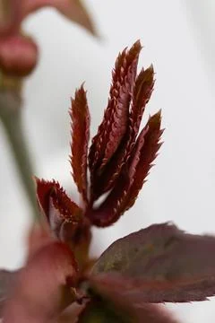 Fresh red leaf close up Macro photography. Stock Photos