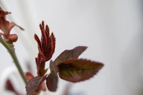 Fresh red leaf close up Macro photography. Stock Photos